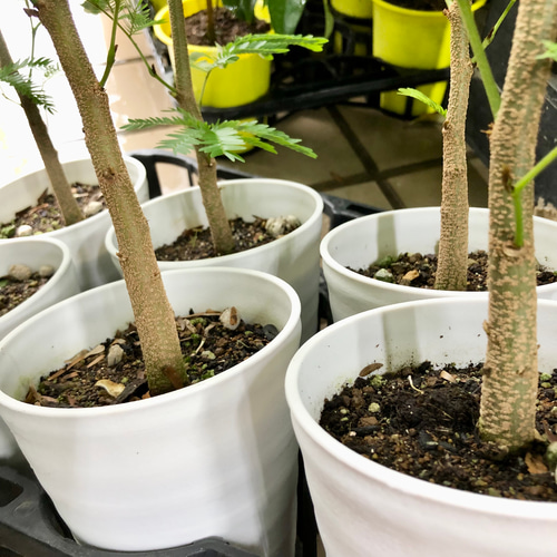 厳選個体 幹太い エバーフレッシュ その他インテリア雑貨 PLANTS SHOP