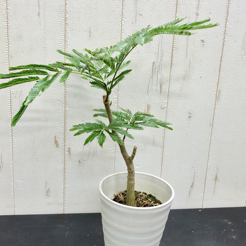 厳選個体 幹太い エバーフレッシュ その他インテリア雑貨 PLANTS SHOP