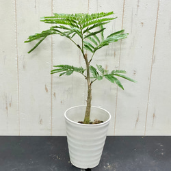 厳選個体 幹太い エバーフレッシュ その他インテリア雑貨 PLANTS SHOP