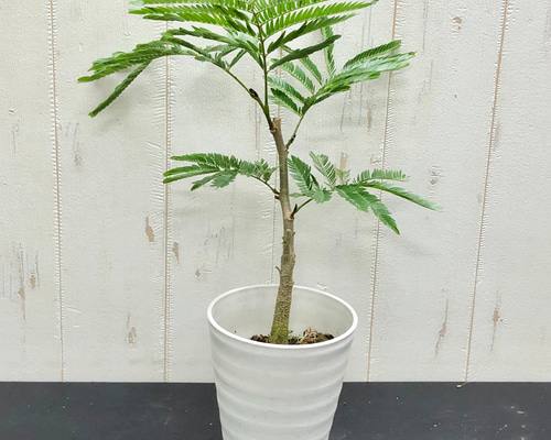 ★本日限定お値引き中★2メートル　幹太　エバーフレッシュ ☆お値引き中☆2メートル 幹太 エバーフレッシュ