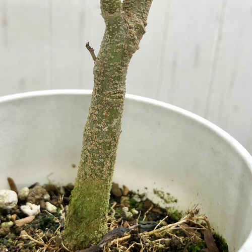 厳選個体 幹太い エバーフレッシュ その他インテリア雑貨 PLANTS SHOP