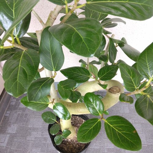 現品】フィカス【ベンガレンシス曲がり】ゴムの木 観葉植物 樹形