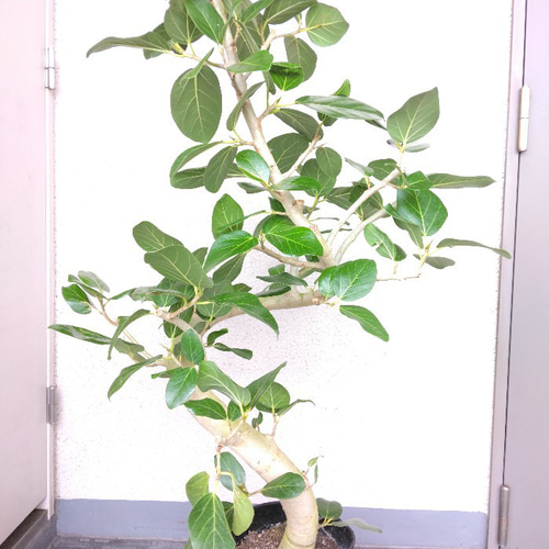 現品】フィカス【ベンガレンシス曲がり】ゴムの木 観葉植物 樹形綺麗