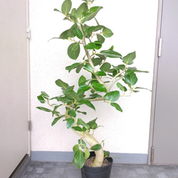 【現品】フィカス【ベンガレンシス曲がり】ゴムの木　観葉植物　樹形綺麗　ボリュウーム◎　高さ115◎　シンボルツリー 2枚目の画像