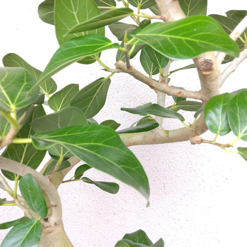 現品】フィカス【ベンガレンシス曲がり】ゴムの木 観葉植物 樹形綺麗