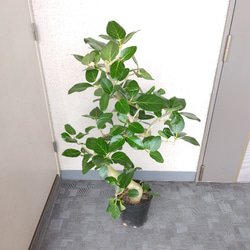 【現品】フィカス【ベンガレンシス曲がり】ゴムの木　観葉植物　樹形綺麗　ボリュウーム◎　高さ115◎　シンボルツリー 3枚目の画像