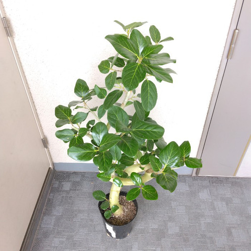 【バランス良い樹形♥】フィカス ベンガレンシス 曲がり ゴムの木 現品】フィカス【ベンガレンシス曲がり】ゴムの木 観葉植物 樹形