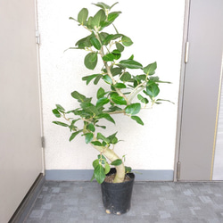 【現品】フィカス【ベンガレンシス曲がり】ゴムの木　観葉植物　樹形綺麗　ボリュウーム◎　高さ115◎　シンボルツリー 1枚目の画像