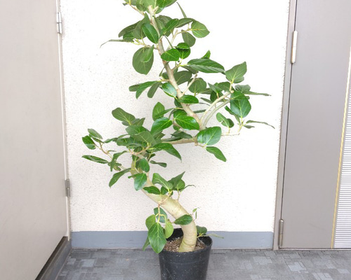 924ab703706c0b5fb36242789cfefd