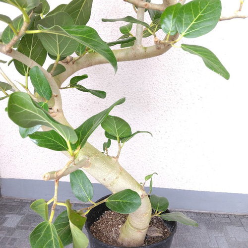 フィカス・ベンガレンシス曲がり‼️ゴムの木❗観葉植物！樹形綺麗