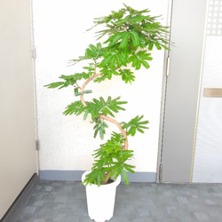 【現品】エバーフレッシュ曲がり　大型観葉植物　高さ135◎　樹形綺麗◎　ボリューム◎　幹太◎　シンボルツリー 1枚目の画像