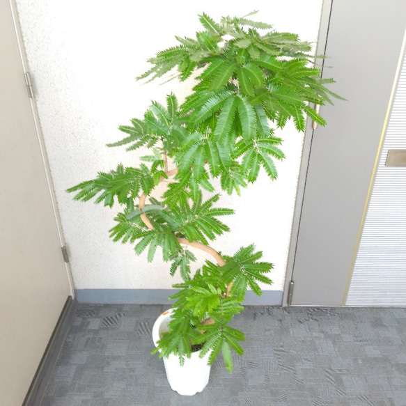 【現品】エバーフレッシュ曲がり　大型観葉植物　高さ135◎　樹形綺麗◎　ボリューム◎　幹太◎　シンボルツリー 10枚目の画像