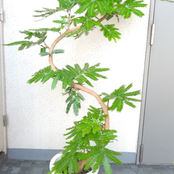 【現品】エバーフレッシュ曲がり　大型観葉植物　高さ135◎　樹形綺麗◎　ボリューム◎　幹太◎　シンボルツリー 3枚目の画像