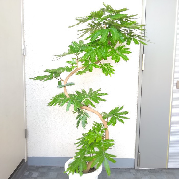 【現品】エバーフレッシュ曲がり　大型観葉植物　高さ135◎　樹形綺麗◎　ボリューム◎　幹太◎　シンボルツリー 2枚目の画像