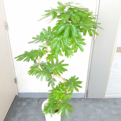 【現品】エバーフレッシュ曲がり　大型観葉植物　高さ135◎　樹形綺麗◎　ボリューム◎　幹太◎　シンボルツリー 7枚目の画像