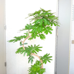 【現品】エバーフレッシュ曲がり　大型観葉植物　高さ135◎　樹形綺麗◎　ボリューム◎　幹太◎　シンボルツリー 4枚目の画像