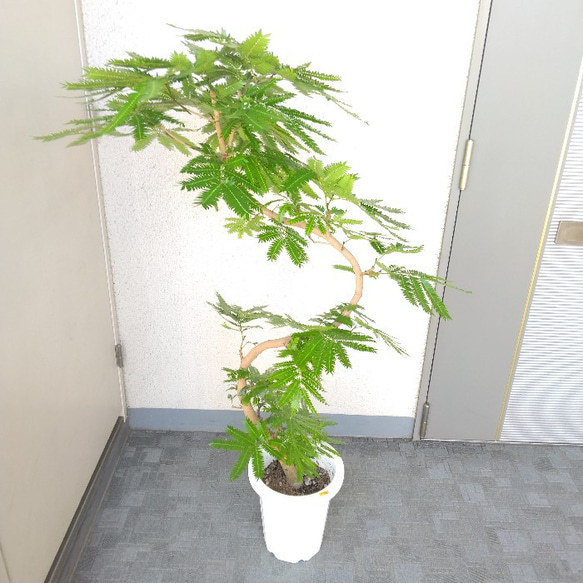 【現品】エバーフレッシュ曲がり　大型観葉植物　高さ135◎　樹形綺麗◎　ボリューム◎　幹太◎　シンボルツリー 8枚目の画像