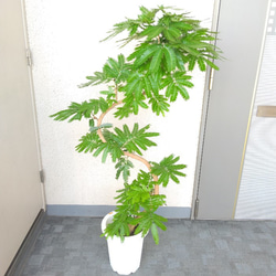 【現品】エバーフレッシュ曲がり　大型観葉植物　高さ135◎　樹形綺麗◎　ボリューム◎　幹太◎　シンボルツリー 9枚目の画像