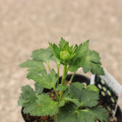 1pot）トロリウス　ニュームーン　3号　コロンとしたレモン色のお花♪おすすめ 2枚目の画像