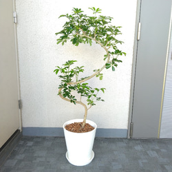 超激レアもの‼️パキラムーンライト❗️斑入り‼️高さ82◎！幹太樹形綺麗！接木！ 現品】超激レア パキラムーンライト 高さ94 幹太 樹形綺麗