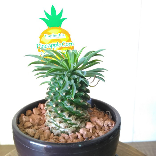 多肉植物^o^ パイナップルコーン