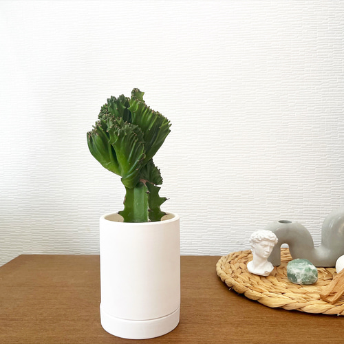 双葉の豆鉢 4つ 双葉の豆鉢 4つ Amazon.co.jp: せ