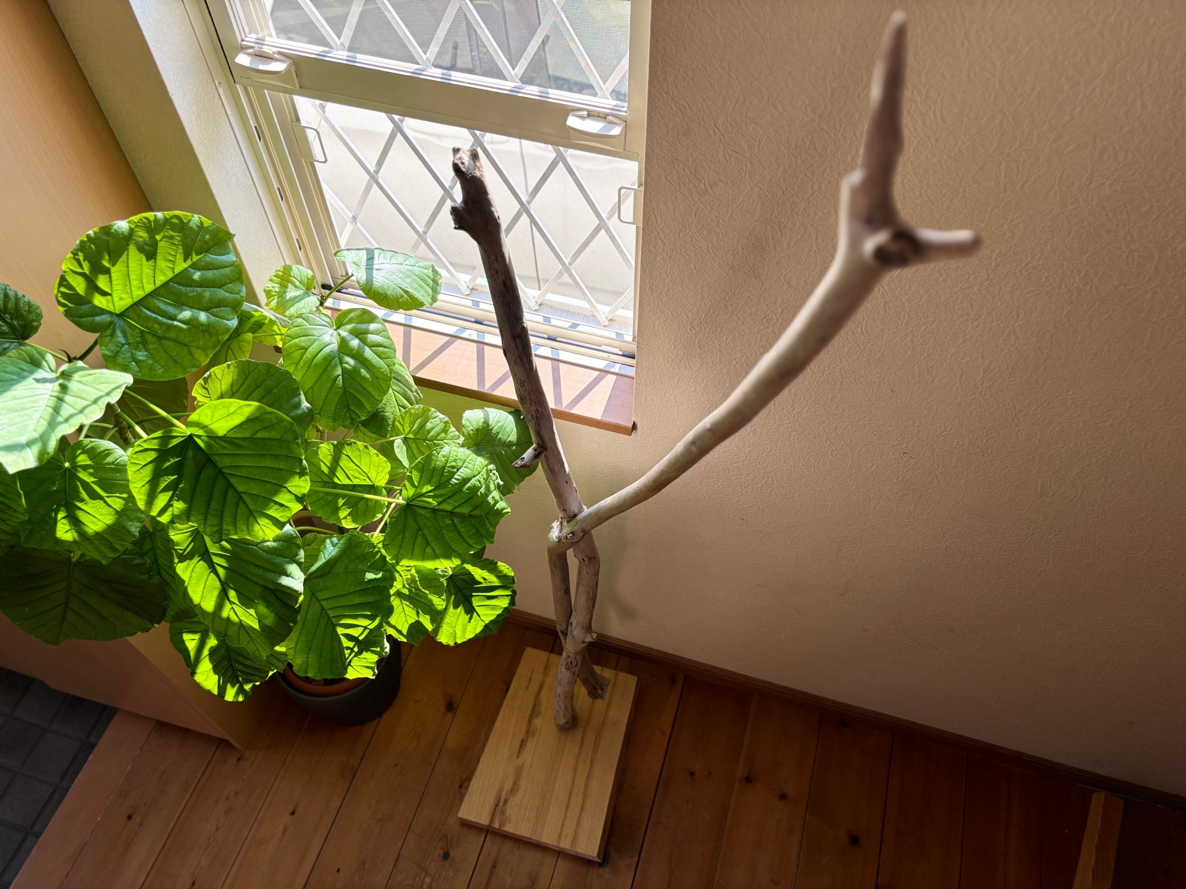 流木のポールハンガー②　ハンガーラック　帽子掛け ディスプレイ