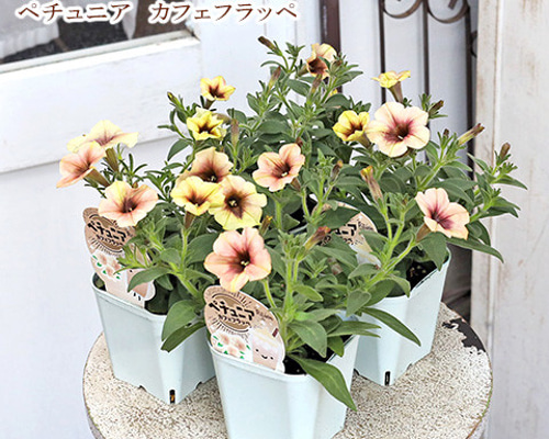 3d7cb968b9e130433ce4c26b852fd6