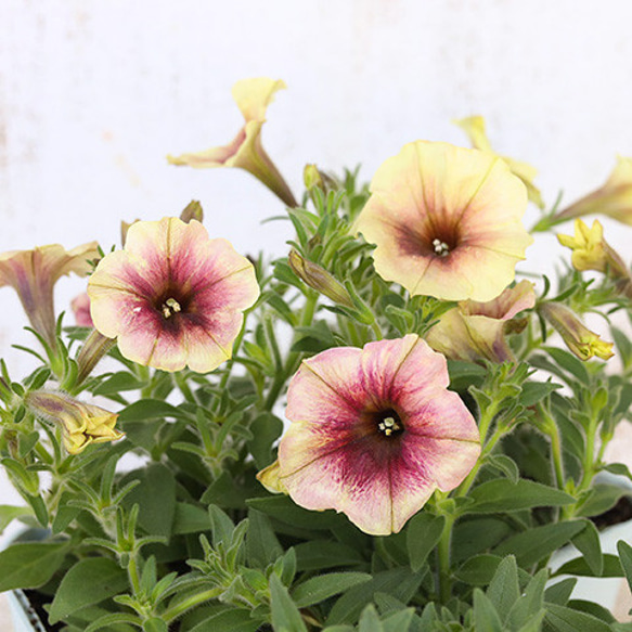 花苗 ペチュニア カフェフラッペ 3.5号ポット アンティーク 多年草 おしゃれ 夏の花 丈夫 6枚目の画像