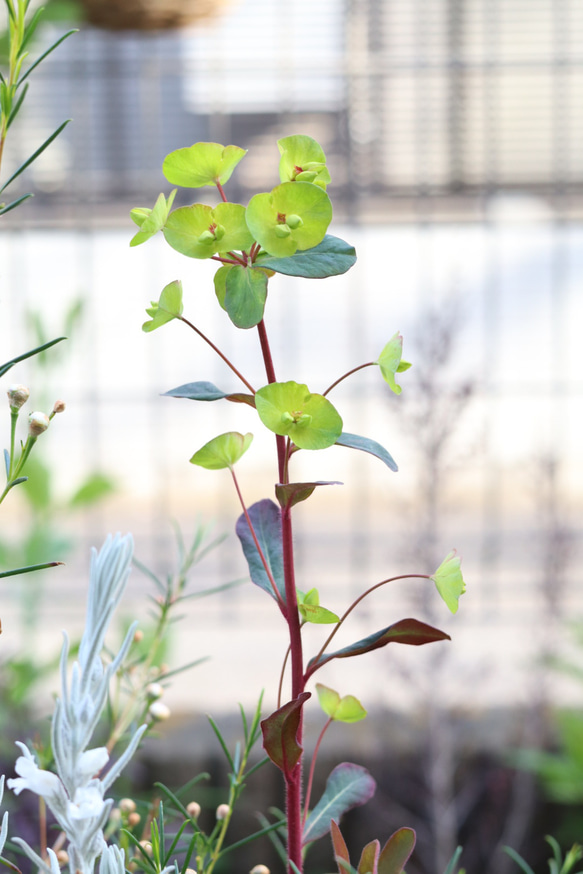 2種のユーフォルビアの入った個性的な花苗セット**＊* 4枚目の画像