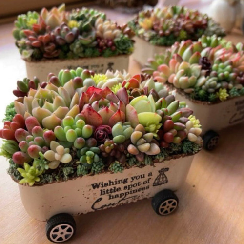 ⭐️多肉植物そのまま飾れる⭐️Xmas ⭐️train列車⭐️オーダーページ⭐️ オーダー承ります 多肉植物寄せ植え そのまま飾れる ちまちま寄せ 多肉