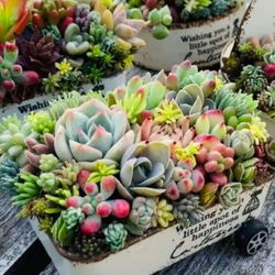ギフト 多肉植物 寄せ植え そのまま飾れる ちまちま寄せ 多肉植物