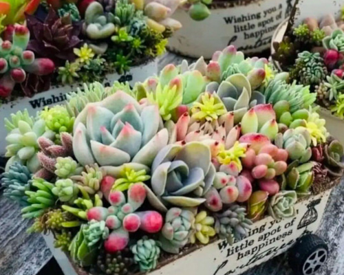 オーダー承ります 多肉植物寄せ植え そのまま飾れる ちまちま