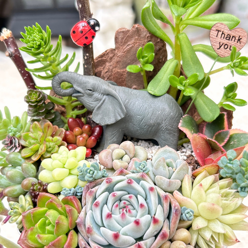 送料無料】多肉の森のゾウさん♪多肉植物寄せ植え 多肉植物 nekohana 