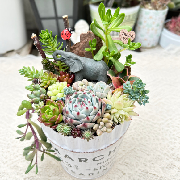 送料無料】多肉の森のゾウさん♪多肉植物寄せ植え 多肉植物 nekohana