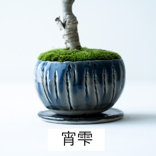ダルマフジ｜4L｜4色【送料無料】 盆栽 Sekibokka 通販 17561163