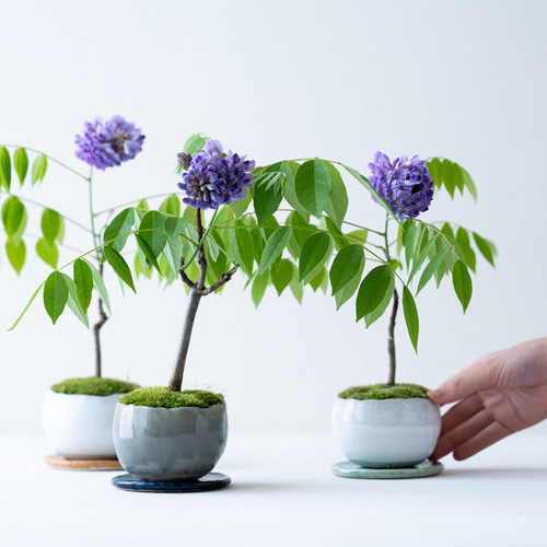 観葉植物 ベンジャミン スターライト 5号 白い斑入 インテリア 観葉植物 ベンジャミン スターライト 5号 白い斑入 インテリア