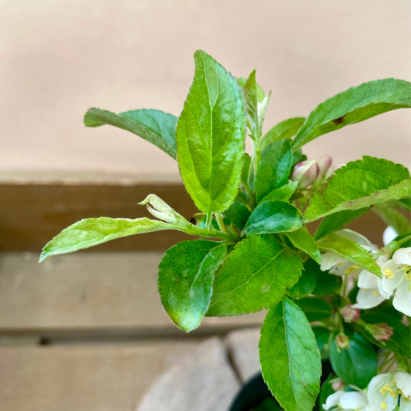 落葉樹　深山カイドウ（海堂） 5枚目の画像