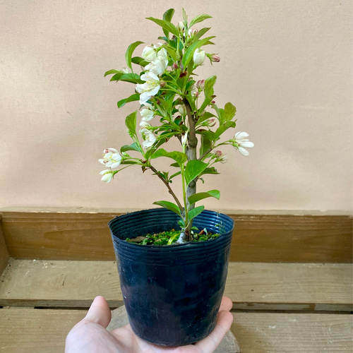 落葉樹 深山カイドウ（海堂） 盆栽 plant life 通販 17561448｜Creema