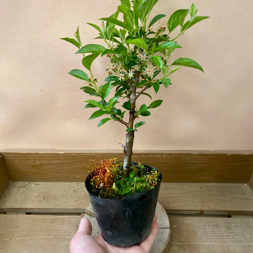 落葉樹 深山カイドウ（海堂） 盆栽 plant life 通販 17561448｜Creema