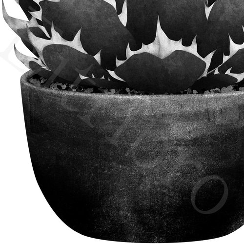 アート ポスター / Agave titanota mono おしゃれインテリア・北欧