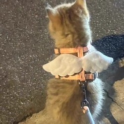 可愛い猫犬　ワンチャン　ニャーチャン　ペット用　天使翼ハーネス&リードセット 2枚目の画像