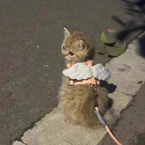可愛い猫犬 ワンチャン ニャーチャン ペット用 天使翼ハーネス
