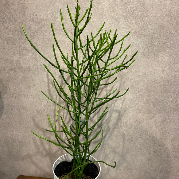 ユーフォルビア ❤️フィフェレネンシス 6号鉢 多肉植物