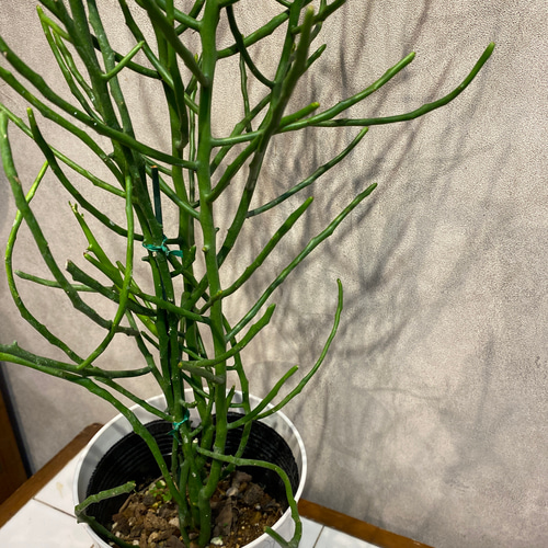 ユーフォルビア ❤️フィフェレネンシス 6号鉢 多肉植物
