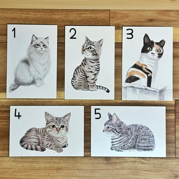 選べる猫のポストカード 3枚セット 2枚目の画像