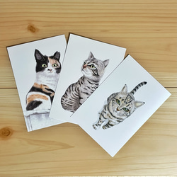 選べる猫のポストカード 3枚セット 1枚目の画像