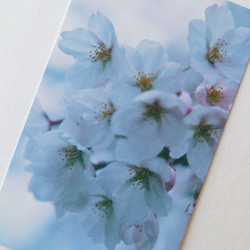 桜　メッセージカード　20枚入　バースデーカード　ミニカード　ショップカード 2枚目の画像