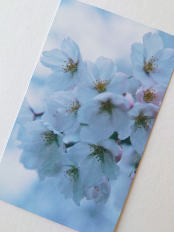 桜　メッセージカード　20枚入　バースデーカード　ミニカード　ショップカード 2枚目の画像
