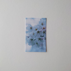 桜　メッセージカード　20枚入　バースデーカード　ミニカード　ショップカード 1枚目の画像